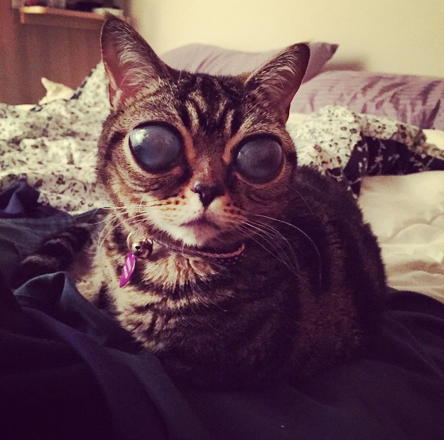 Cat, Matilda, instagram, Katt, ögon